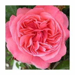 Special Anniversary | Hybrid Tea Rose -Bare Root Sales Shop PL11007 add image 1 a101