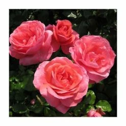 Special Anniversary | Hybrid Tea Rose -Bare Root Sales Shop PL11007 add image 3 fe13