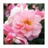 Happy Retirement | Floribunda Rose -Bare Root Sales Shop PL11012 main image 947f