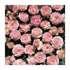 Pearl Anniversary | Floribunda Rose -Bare Root Sales Shop PL11019 main image a72c