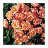 Thank You | Floribunda Rose -Bare Root Sales Shop PL11021 main image 1e12