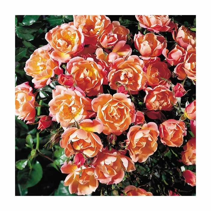 Thank You | Floribunda Rose 2 Thank You | Floribunda Rose