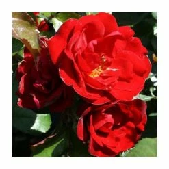 Ruby Anniversary | Hybrid Tea Rose 7 Ruby Anniversary | Hybrid Tea Rose -Bare Root Sales Shop PL11023 add image 1 97c3