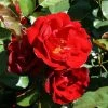 Ruby Anniversary | Hybrid Tea Rose -Bare Root Sales Shop PL11023 main image a7ac