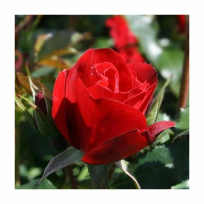 Ruby Anniversary | Hybrid Tea Rose 4 Ruby Anniversary | Hybrid Tea Rose - Image 2