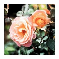 Rosemary Harkness | Hybrid Tea Rose -Bare Root Sales Shop PL11049 add image 1 3297