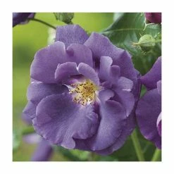 Rhapsody In Blue | Floribunda Rose -Bare Root Sales Shop PL11079 add image 1 6aef