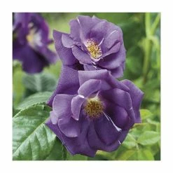 Rhapsody In Blue | Floribunda Rose -Bare Root Sales Shop PL11079 add image 2 0282