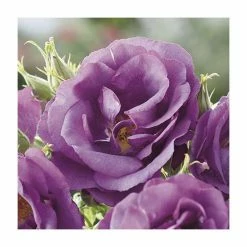 Rhapsody In Blue | Floribunda Rose -Bare Root Sales Shop PL11079 add image 3 9449