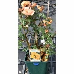 Bridge Of Sighs | Climbing Rose -Bare Root Sales Shop PL11131 add image 1 0dcb