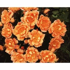 Bridge Of Sighs | Climbing Rose -Bare Root Sales Shop PL11131 add image 2 a0e3