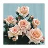 Compassion| Climbing Rose -Bare Root Sales Shop PL11135 main image b22f