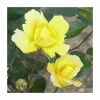 Golden Showers | Climbing Rose -Bare Root Sales Shop PL11140 main image f37e