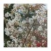 Amelanchier canadensis | Snowy Mespilus Hedging -Bare Root Sales Shop PL506X1 main image 3fbe