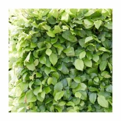 Carpinus betulus | Hornbeam Hedging
