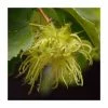 Corylus avellana | Hazel Hedging -Bare Root Sales Shop PL523X1 main image a52d