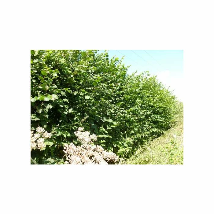 Corylus avellana | Hazel Hedging 4 Corylus avellana | Hazel Hedging - Image 2