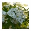 Crataegus monogyna | Hawthorn Hedging 2 Crataegus monogyna | Hawthorn Hedging -Bare Root Sales Shop PL525X1 main image 2ce4