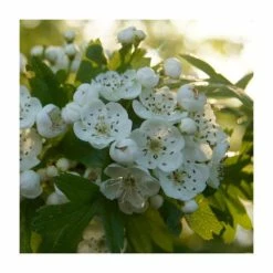 Bare Root Sales Shop 18 Crataegus monogyna | Hawthorn Hedging