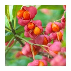 80 - 120cm Euonymus europaeus | Spindle | Bare Root Hedging -Bare Root Sales Shop PL528X1 add image 1 2b0b