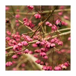 80 - 120cm Euonymus europaeus | Spindle | Bare Root Hedging
