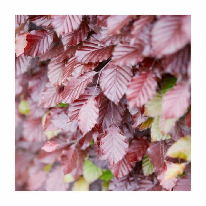 Fagus sylvatica | Green Beech Hedging 4 Fagus sylvatica | Green Beech Hedging - Image 2