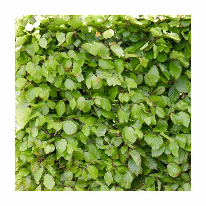 Fagus sylvatica | Green Beech Hedging 3 Fagus sylvatica | Green Beech Hedging