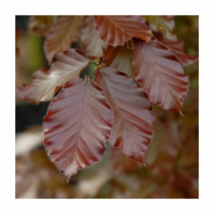 Fagus sylvatica purpurea | Copper Beech Hedging 4 Fagus sylvatica purpurea | Copper Beech Hedging - Image 2