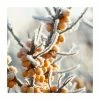 Hippophae rhamnoides | Sea Buckthorn Hedging 2 Hippophae rhamnoides | Sea Buckthorn Hedging -Bare Root Sales Shop PL535X1 main image a7ec
