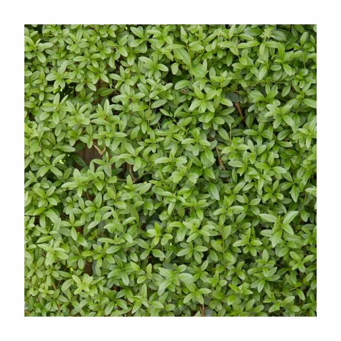 Ligustrum ovalifolium | Green Privet Hedging 3 Ligustrum ovalifolium | Green Privet Hedging