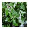 100 - 125cm Populus alba | White Poplar |Bare Root Hedging -Bare Root Sales Shop PL541X1 main image d6d2