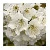 Prunus avium | Wild Cherry Hedging