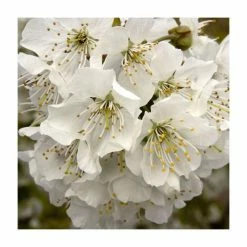 Prunus avium | Wild Cherry Hedging