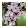 Prunus cerasifera | Cherry Plum Hedging -Bare Root Sales Shop PL545X1 main image c098