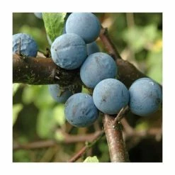 Bare Root Sales Shop -Bare Root Sales Shop PL549X1 add image 1 09da