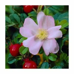 Bare Root Sales Shop 24 50 - 80cm Rosa rugosa | Ramanas Rose | Bare Root Hedging