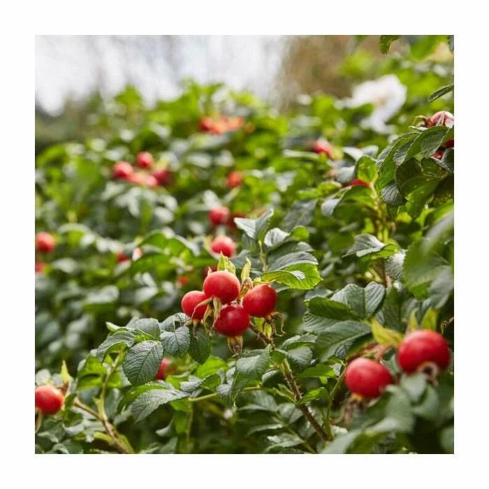 50 - 80cm Rosa rugosa alba | White Ramanas Rose | Bare Root Hedging 4 50 - 80cm Rosa rugosa alba | White Ramanas Rose | Bare Root Hedging - Image 2
