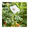 50 - 80cm Rosa rugosa alba | White Ramanas Rose | Bare Root Hedging 1 50 - 80cm Rosa rugosa alba | White Ramanas Rose | Bare Root Hedging -Bare Root Sales Shop PL556X1 main image ba9f