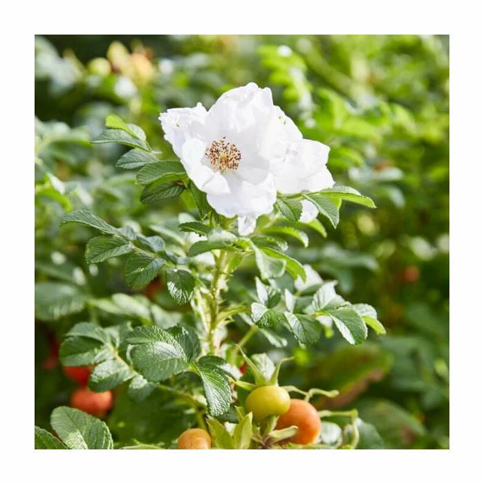 50 - 80cm Rosa rugosa alba | White Ramanas Rose | Bare Root Hedging 3 50 - 80cm Rosa rugosa alba | White Ramanas Rose | Bare Root Hedging