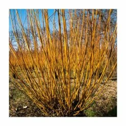 100 - 125cm Salix alba 'Chermesina' | Scarlet Willow | Bare Root Hedging