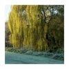 100 - 125cm Salix chrysocoma | Weeping Willow | Bare Root Hedging -Bare Root Sales Shop PL560X1 main image 2009