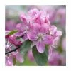 80 - 120cm Malus sylvestris | Crab Apple | Bare Root Hedging -Bare Root Sales Shop PL572X1 main image 2ef7