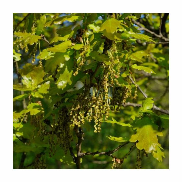 50 - 80cm Quercus robur | Oak | Bare Root Hedging 3 50 - 80cm Quercus robur | Oak | Bare Root Hedging