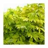 60 - 100cm Sambucus nigra 'Aurea' | Golden Elder | Bare Root Hedging 2 60 - 100cm Sambucus nigra 'Aurea' | Golden Elder | Bare Root Hedging -Bare Root Sales Shop PL574X1 main image eff1