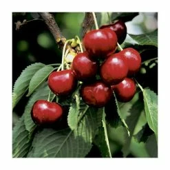 Prunus 'Burlat' | Cherry Tree -Bare Root Sales Shop PL923105 add image 2 da86