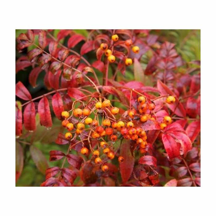 Sorbus commixta 'Embley' | Japanese Rowan Tree 3 Sorbus commixta 'Embley' | Japanese Rowan Tree