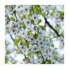 Prunus 'Umineko' | Cherry Blossom Tree -Bare Root Sales Shop PL9239057 main image 3d8b