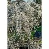 Prunus yedoensis 'Ivensii' | Cherry Blossom Tree -Bare Root Sales Shop PL9239058 main image 35c7