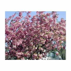 Prunus 'Pink Perfection' | Cherry Blossom Tree -Bare Root Sales Shop PL9239059 add image 1 c731