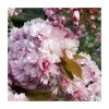Prunus 'Pink Perfection' | Cherry Blossom Tree -Bare Root Sales Shop PL9239059 main image 43d3